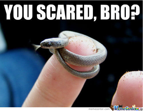 Funny-Snake-Meme-You-Scared-Bro-Picture.jpg