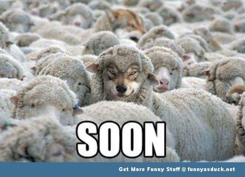 Funny-soon-wolf_zpsaf7e5116_f54e9507b6c960348b0c58005a1e5a1e54c5b5bb.jpg