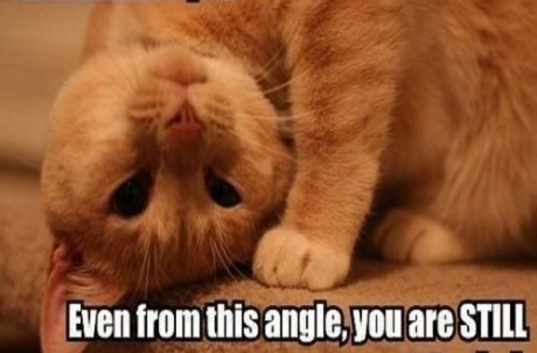 Funny-Weird-Cat-760x500.jpg