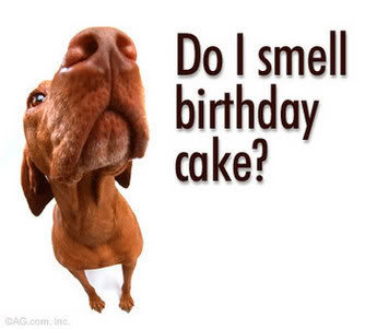 funny_dog_40eac888e950acb6af15ef10bc60be717f4e2eb6.jpg