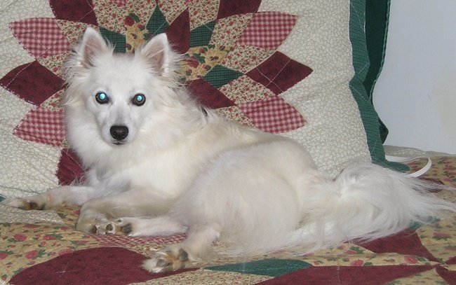 Furball1_3fc80fdddfded80de19289ed81bbef567ef9e789.jpg