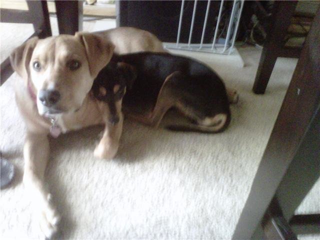 Gabby & Gunner.jpg