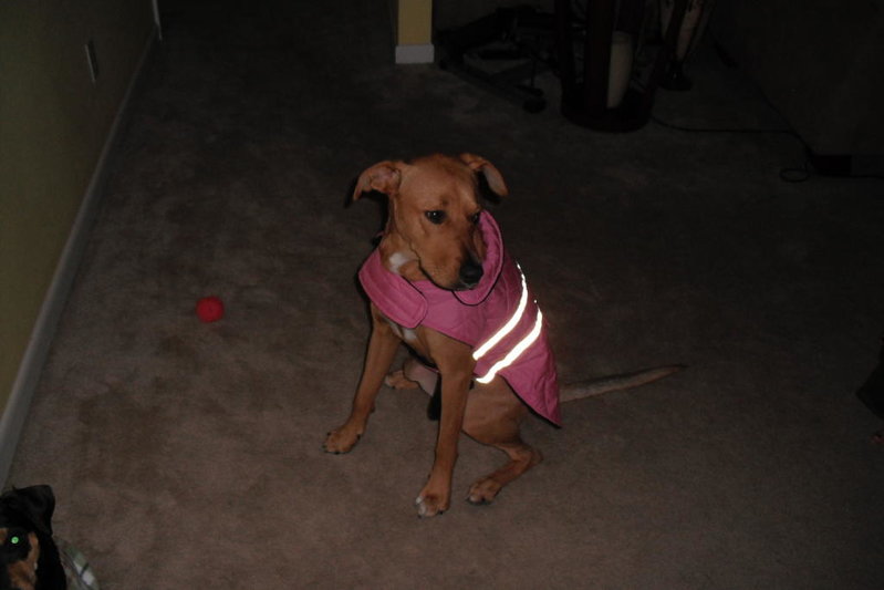 gabby in her winter coat1.jpg