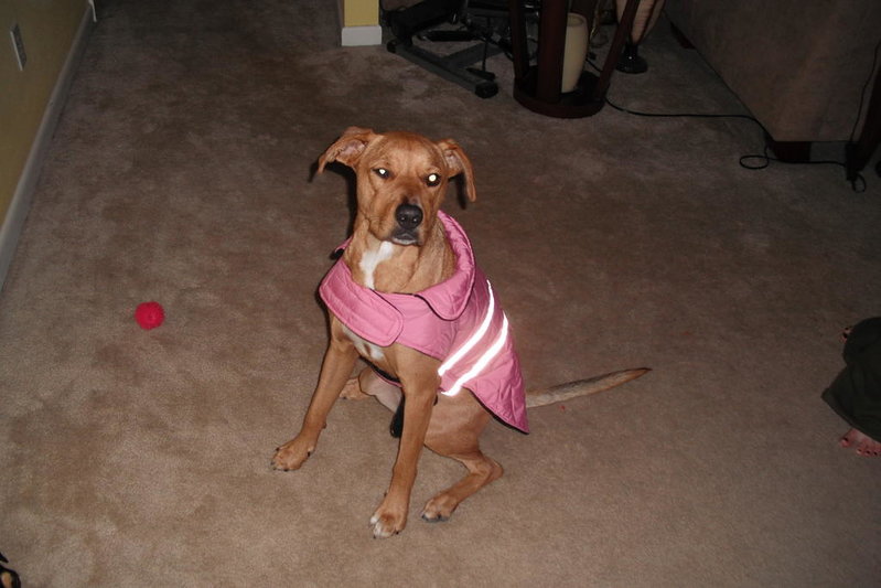 gabby in her winter coat2.jpg