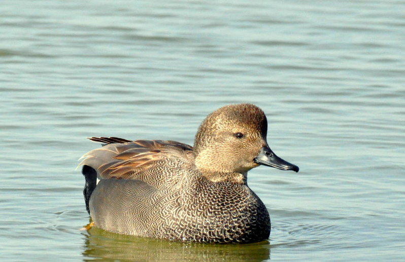 Gadwall.jpg