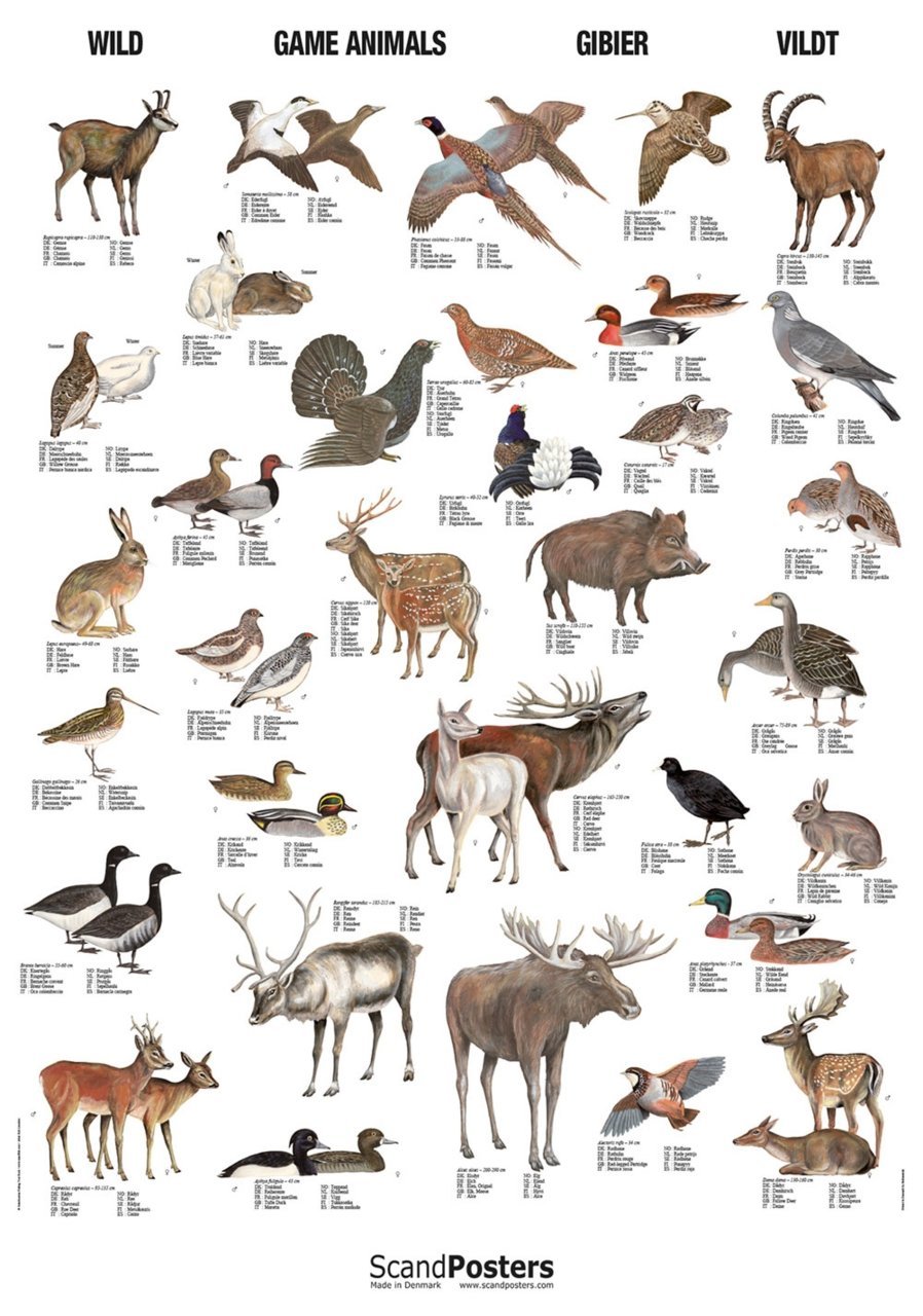 game-animals-poster-p.jpg