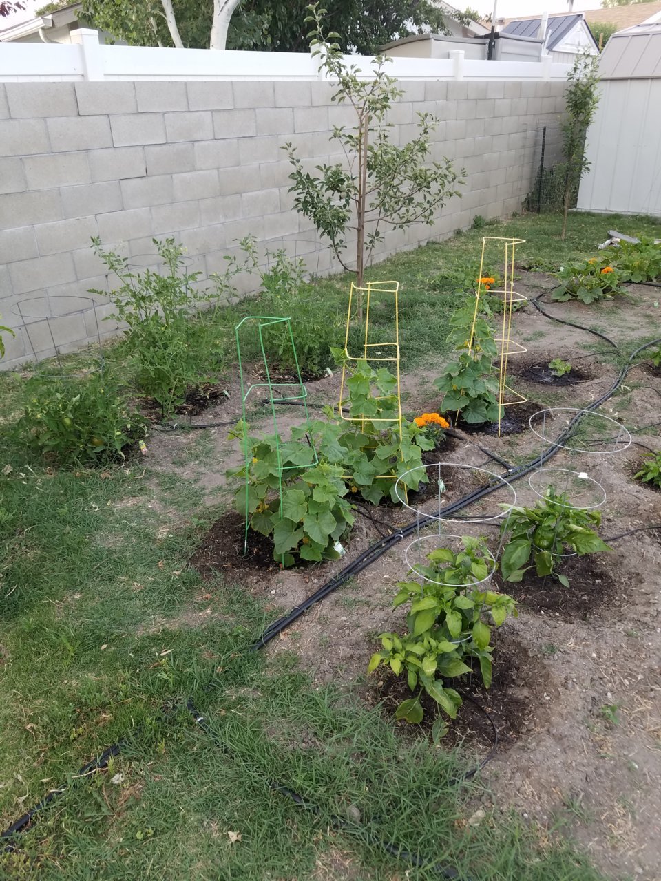 garden.jpg