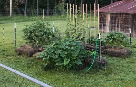 garden2.jpg