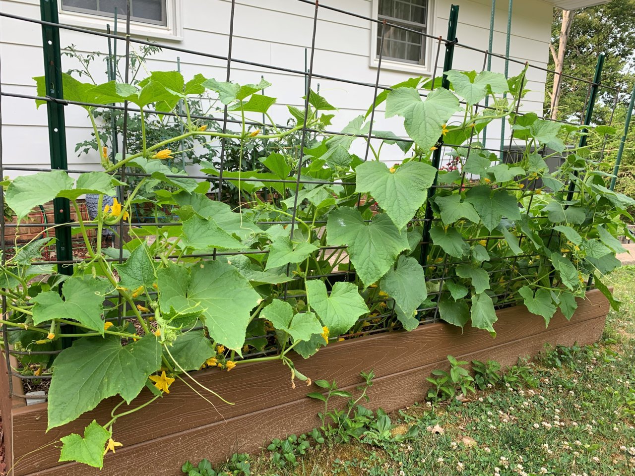 garden2019.jpg