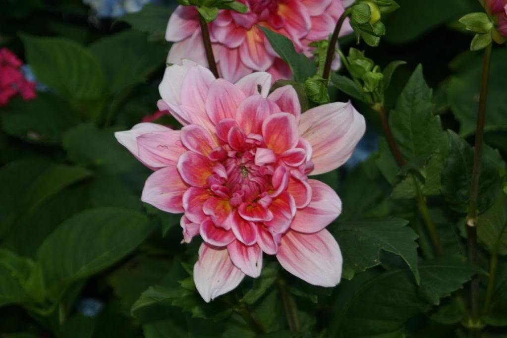 garden6_bd8f002cf30782a2e9519db6865c965b6c59bbad.jpg