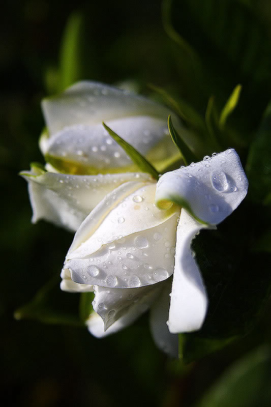 Gardenia_907184896c58f8bfe43b3e1025a2241fd1030a8e.jpg