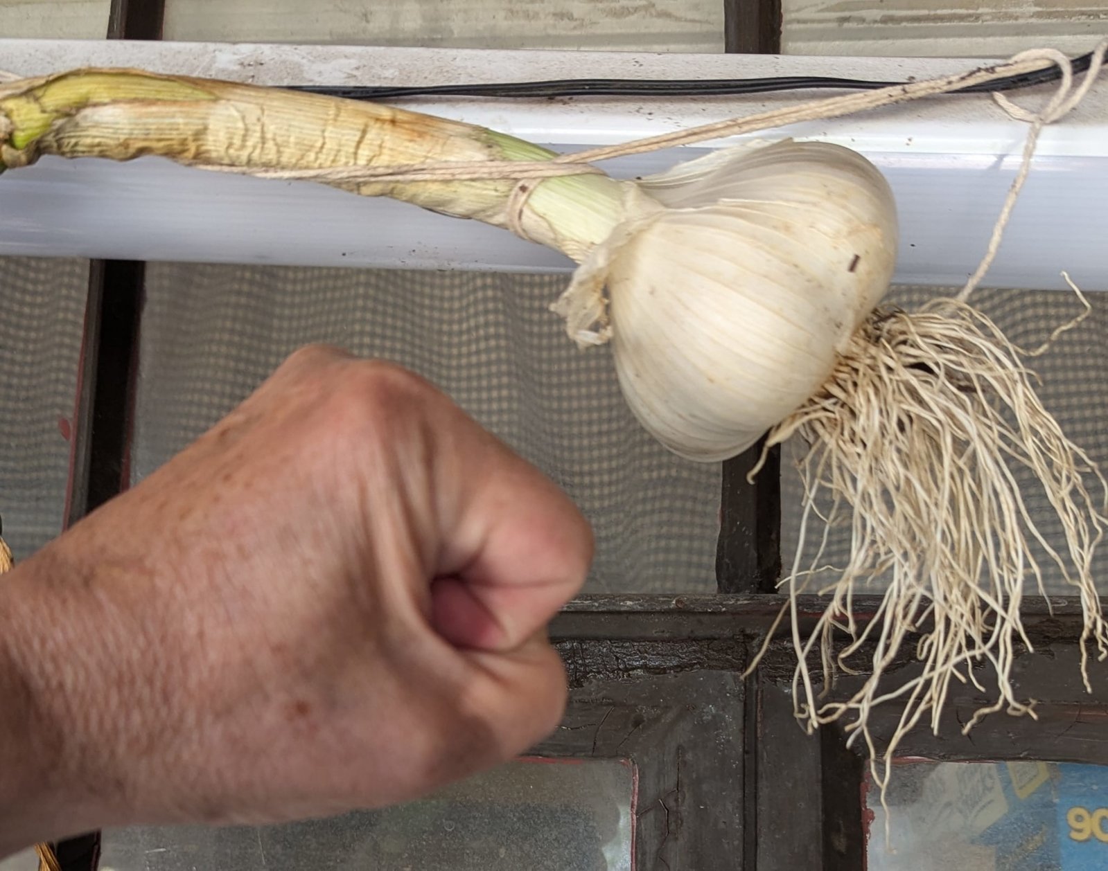 garlic.jpg
