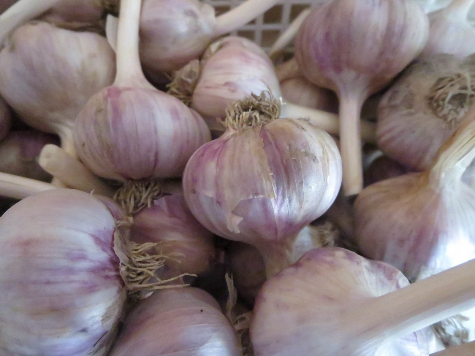 garlic_small_bulbs.jpg