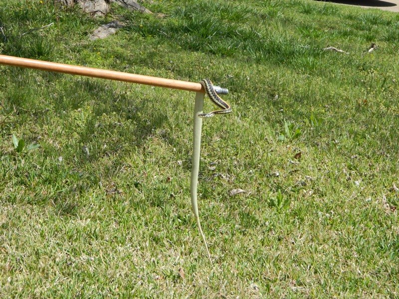 GarterSnake1_zps3398b7a8_2db53dcbc10543339ca1d79528f95cfd1e001ca3.jpg