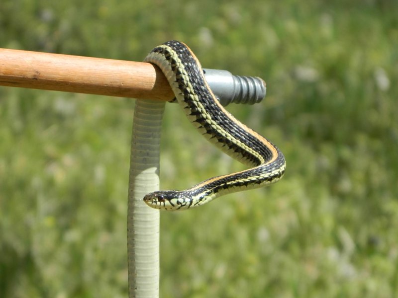 GarterSnake2_zps4f460573_5303f37cface6ed326523a612a51b6e7f3188a01.jpg