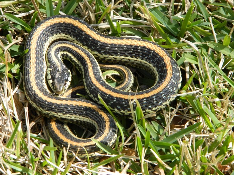 GarterSnake3_zps25fac7f5_6a180b5756c416056431bcb72eea8a339aae9a82.jpg