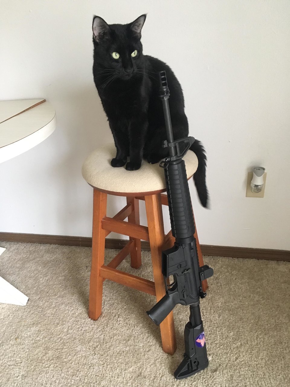 gatcat 3.14.17.jpg
