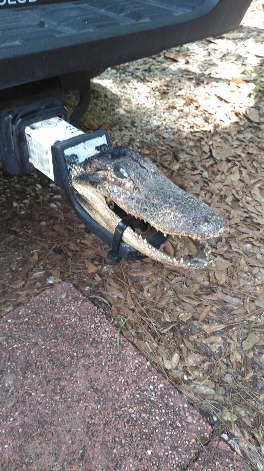 Gator Hitch.jpg