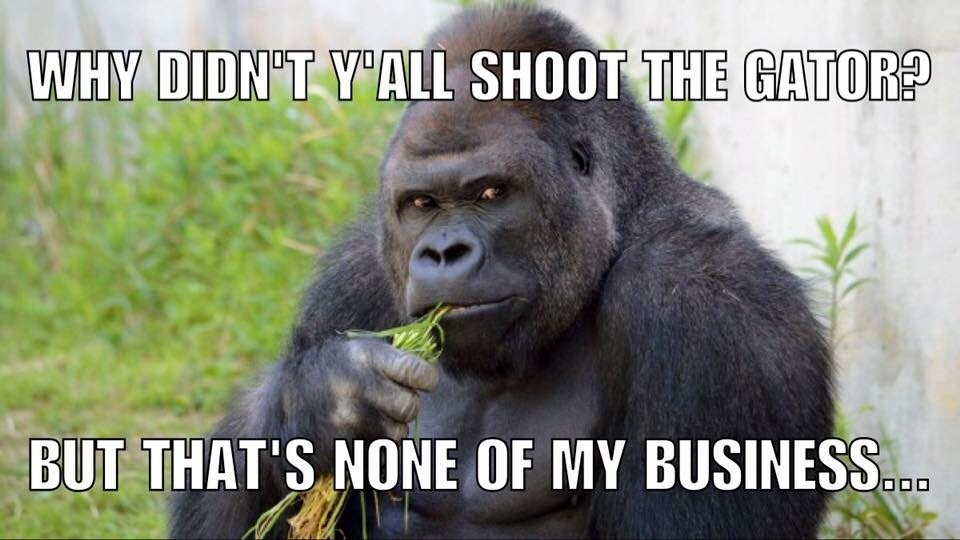 gator.jpg