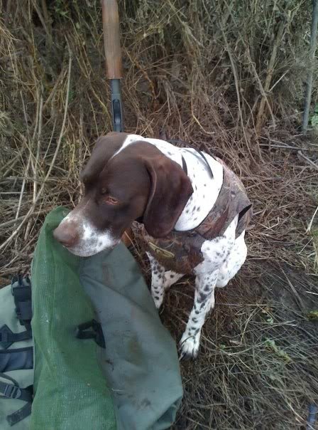 GaugeHunting_9c88648a5702e93d925164186f60ad07b9a7f4d4.jpg
