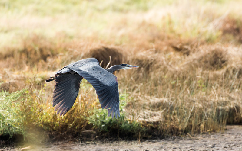 GBH-FB-2312.jpg