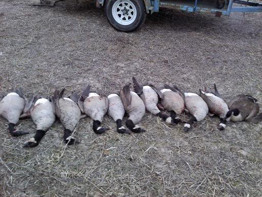 geese11_72e48c11ff30e10da0f61eeefc29d37c4278da73.jpg