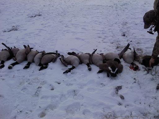 geese13-1_ba6dc9a7a2f97a159a8750044512573b8802c762.jpg