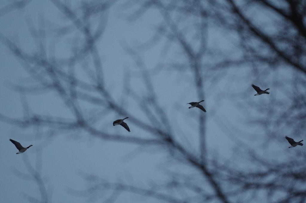 geeseINtheTrees_zpsa3a5f971_0f68e5d0bd779379404319f023b4874be5b0361c.jpg