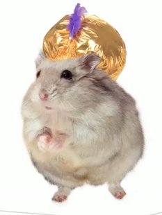 geniepig.jpg