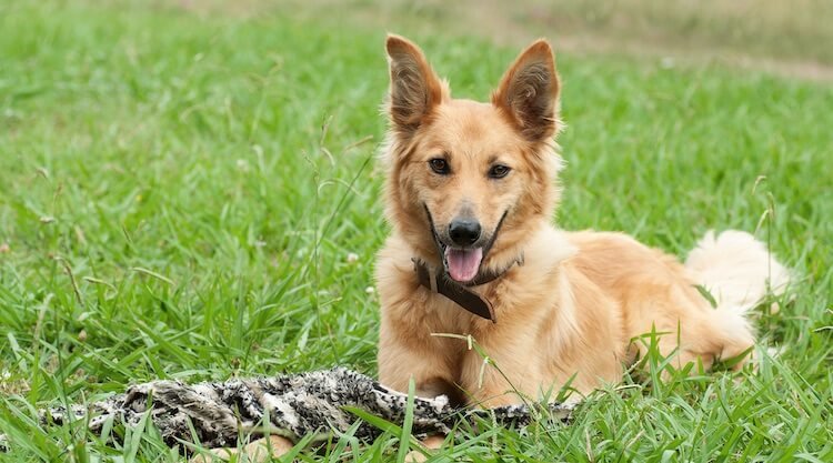 German-Shepherd-and-Golden-Retriever-Appearance.jpg