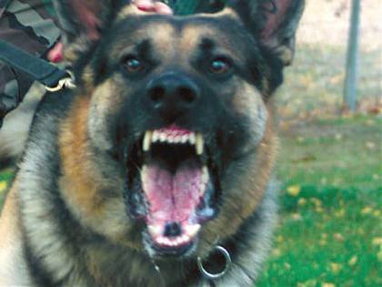 german-shepherd.jpg