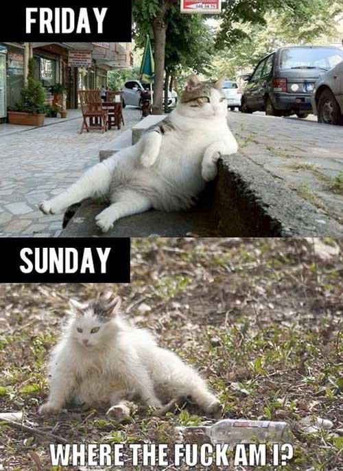 getting-drunk-o-the-weekend-cat.jpg