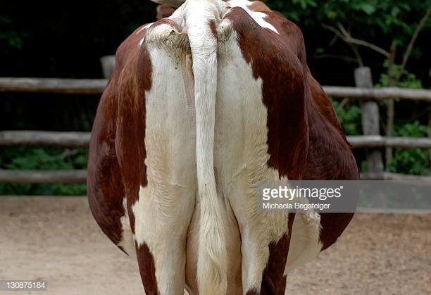 gettyimages-130875184-612x612.jpg