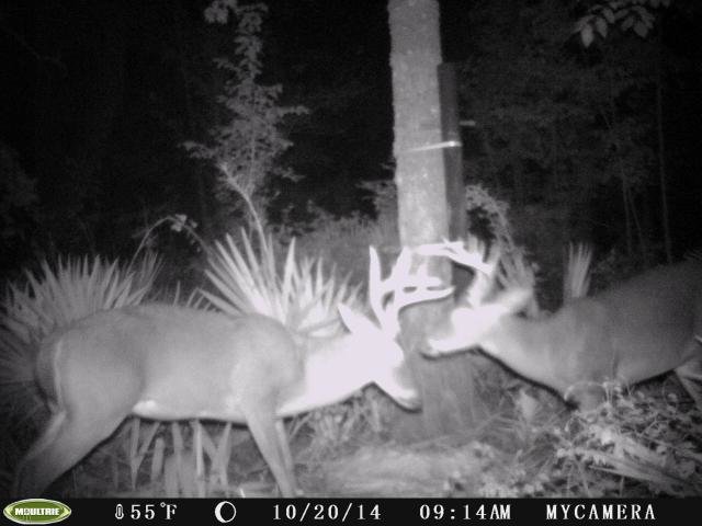 GFBucks197_zps8b6f39a5_4f5057ca45624b8342648e189440e7df915f704c.jpg
