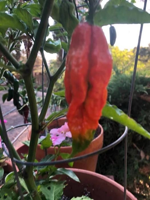 ghostpepper.jpg