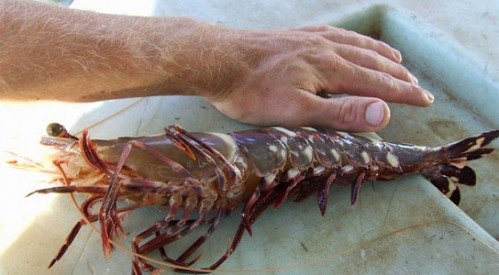 giant-asian-tiger-prawn-threatens-texas-gulf-coast.jpg