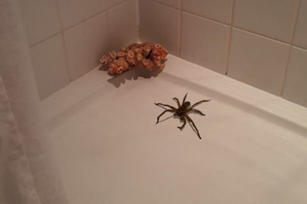 Gigantic-spider-climbs-out-of-shower.jpg