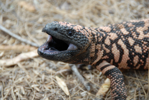 Gila-Monster-Eyes.jpg
