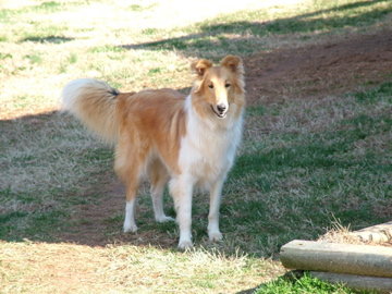 Ginger-5.jpg