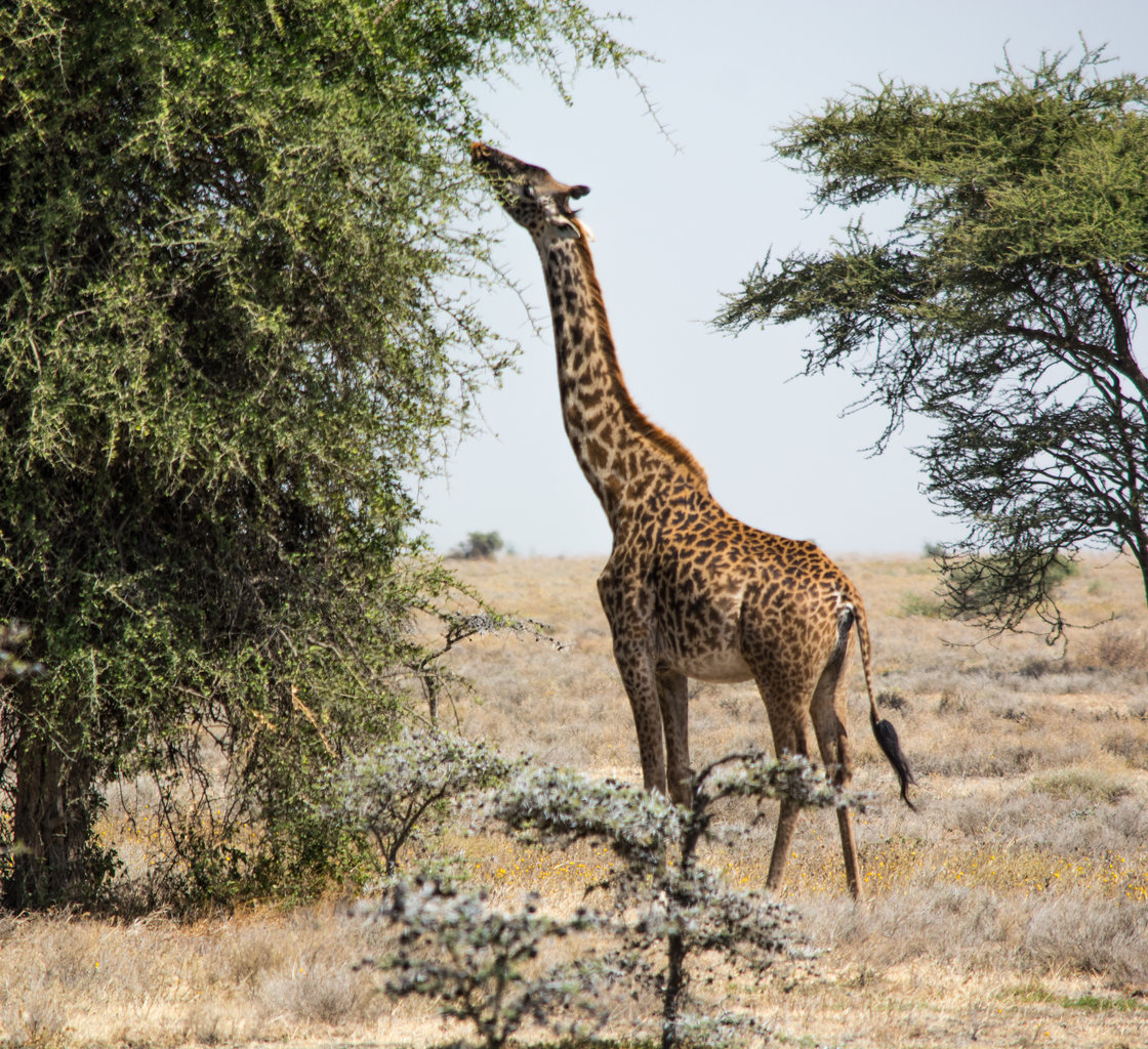 giraffe-0440.jpg