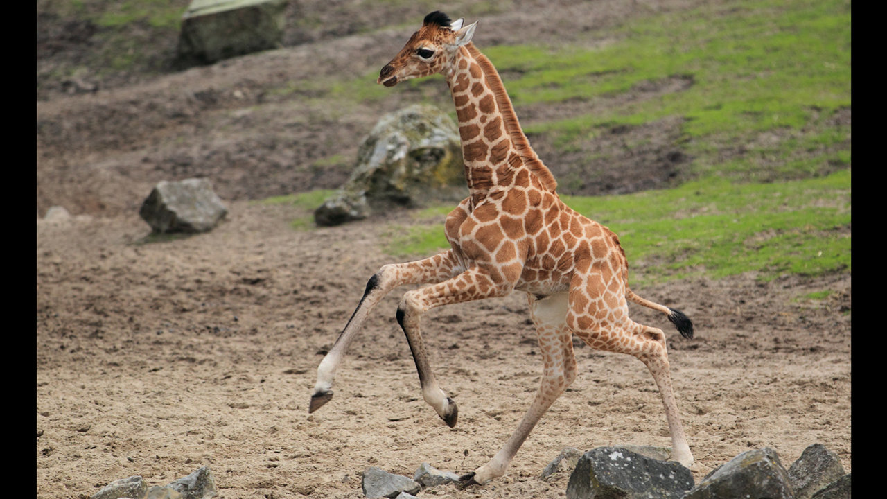 giraffe-baby.ngsversion.1411232159925.jpg