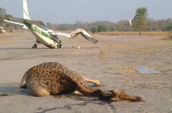 girrafe_ad72af06152125832132e984462b1c472cd2102e.jpg