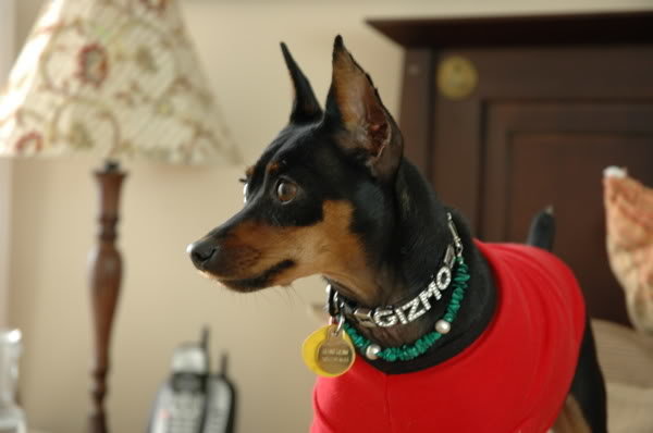 gizmo_1ce7cfa69dcef19b07e13f0fe0c4933d53b88c7a.jpg