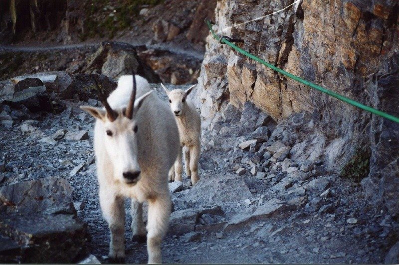 Glacier_zpsxhqiafvx_7b1f7e69439685791b9b824a03308119c7c86bde.jpg