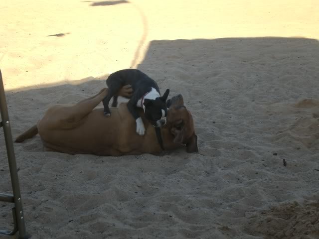 Glamis021_25b1d5628f7f2a18e47f54b1acc7997c0142b191.jpg