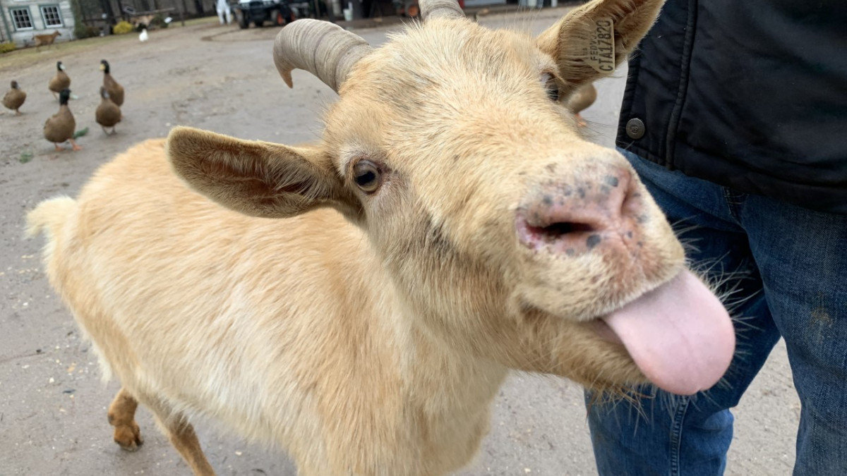 goat-1.jpg