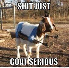 Goat serious.jpg