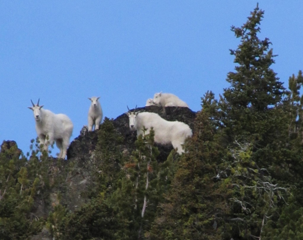 goats.jpg
