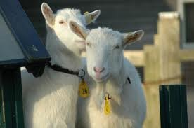 goats_b47f82b125d4bd30bc71946c442de1151948054d.jpg