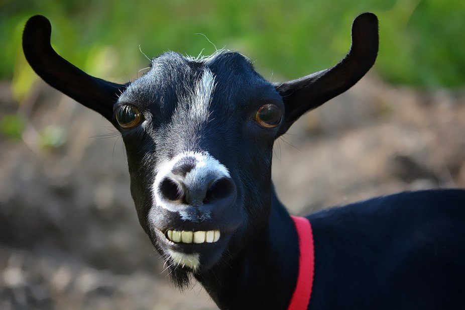 goatssheepan.jpg